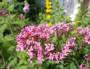 Foto von Sylvia Wentzlau
