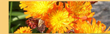 Foto von Sylvia Wentzlau