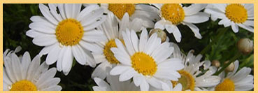 Foto von Sylvia Wentzlau
